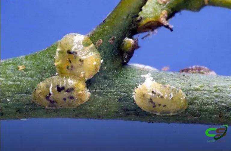 8 Estratégias Infalíveis para Combater a Cochonilha Verde