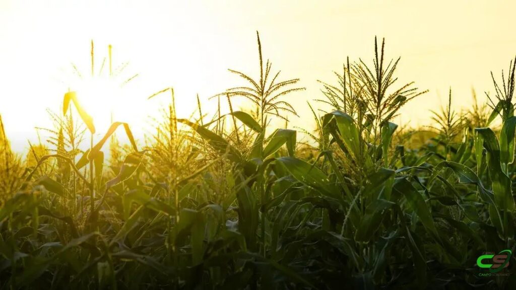 8 Estratégias Surpreendentes para Melhorar a Polinização do Milho