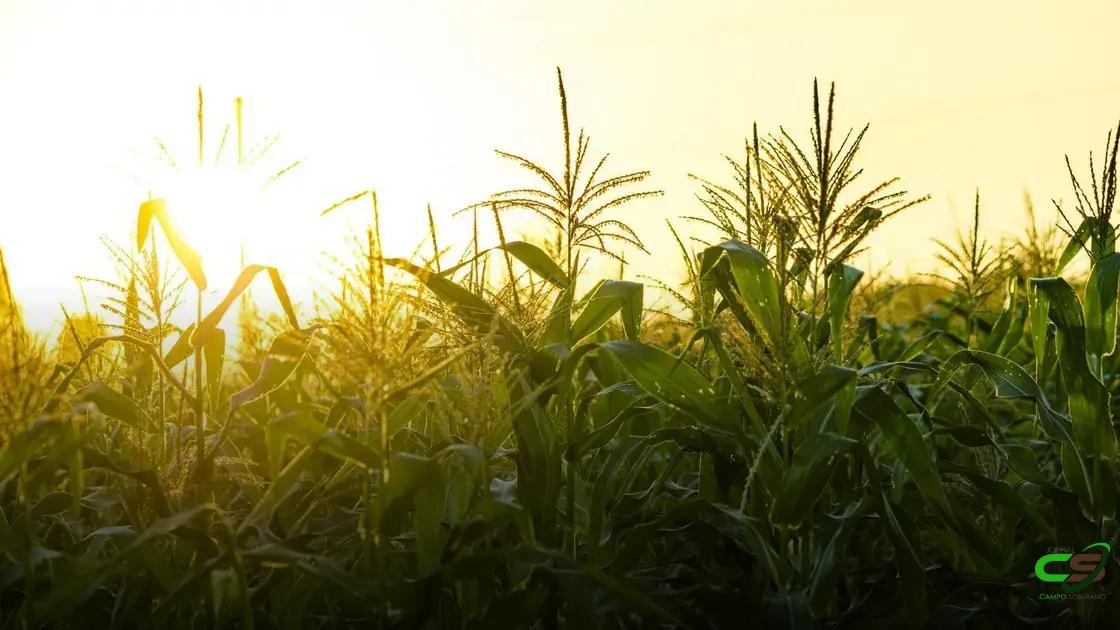 8 Estratégias Surpreendentes para Melhorar a Polinização do Milho