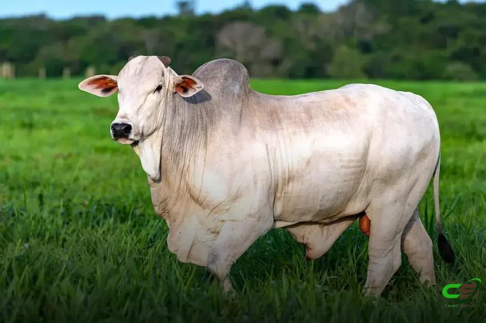 8 Fatores que Influenciam o Ágio do Bezerro e Como Aproveitar