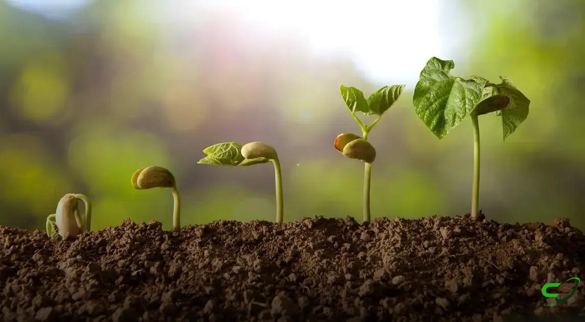 8 Fatos Surpreendentes sobre o Estádio Fenológico do Feijão