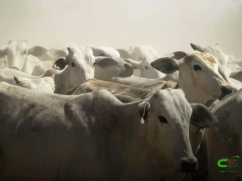 8 Raças de Gado que Transformam a Pecuária Brasileira