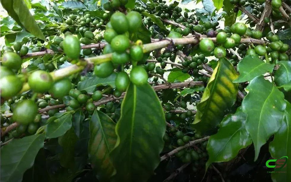 8 Sinais de Deficiência de Magnésio no Cafeeiro que Você Precisa Saber