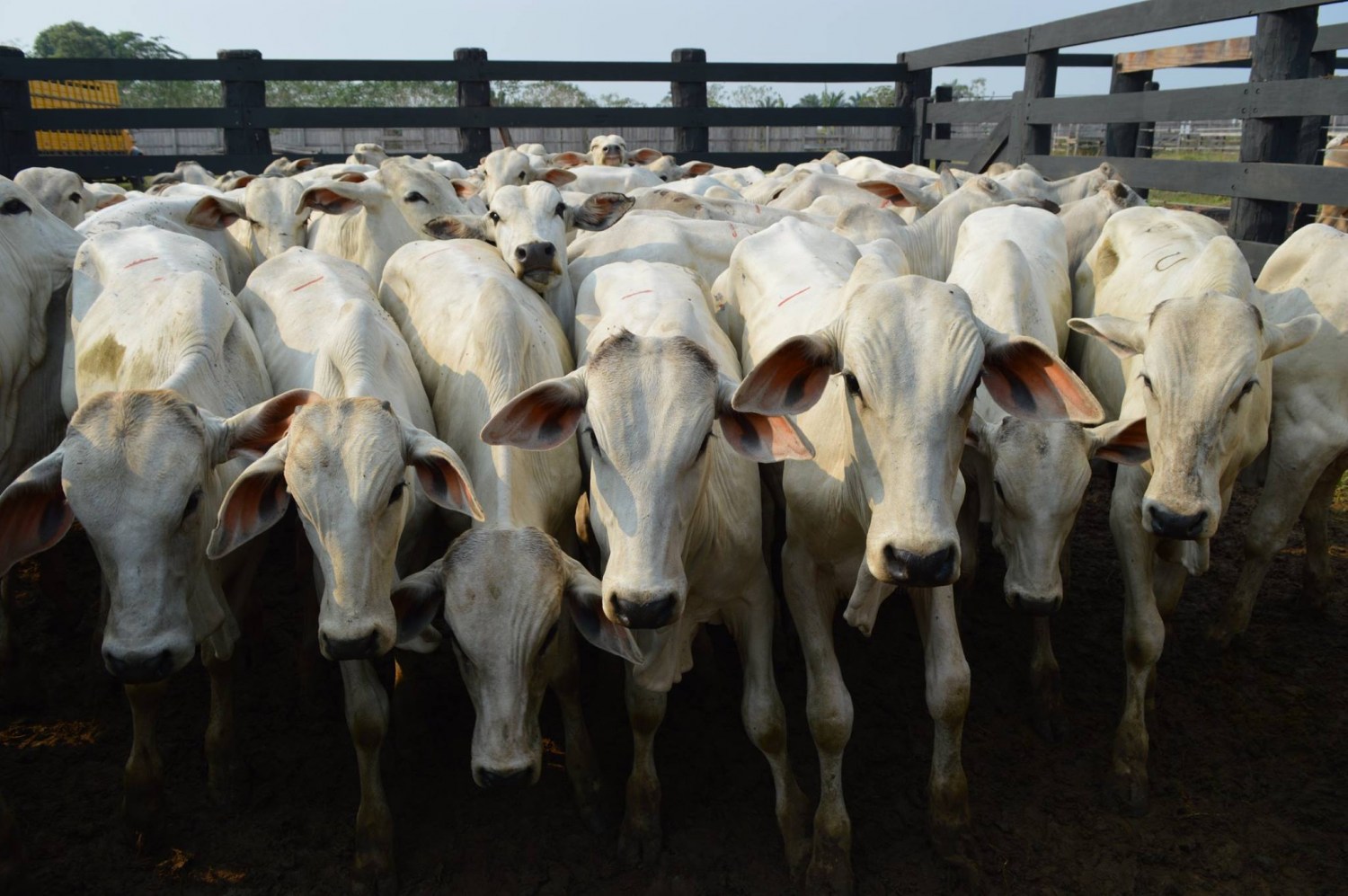 preços da arroba reagem após semestre marcado por baixas