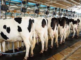 Agrônomo sugere alternativas na dieta alimentar bovina para aumentar produção no inverno