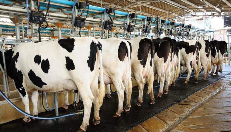 Agrônomo sugere alternativas na dieta alimentar bovina para aumentar produção no inverno