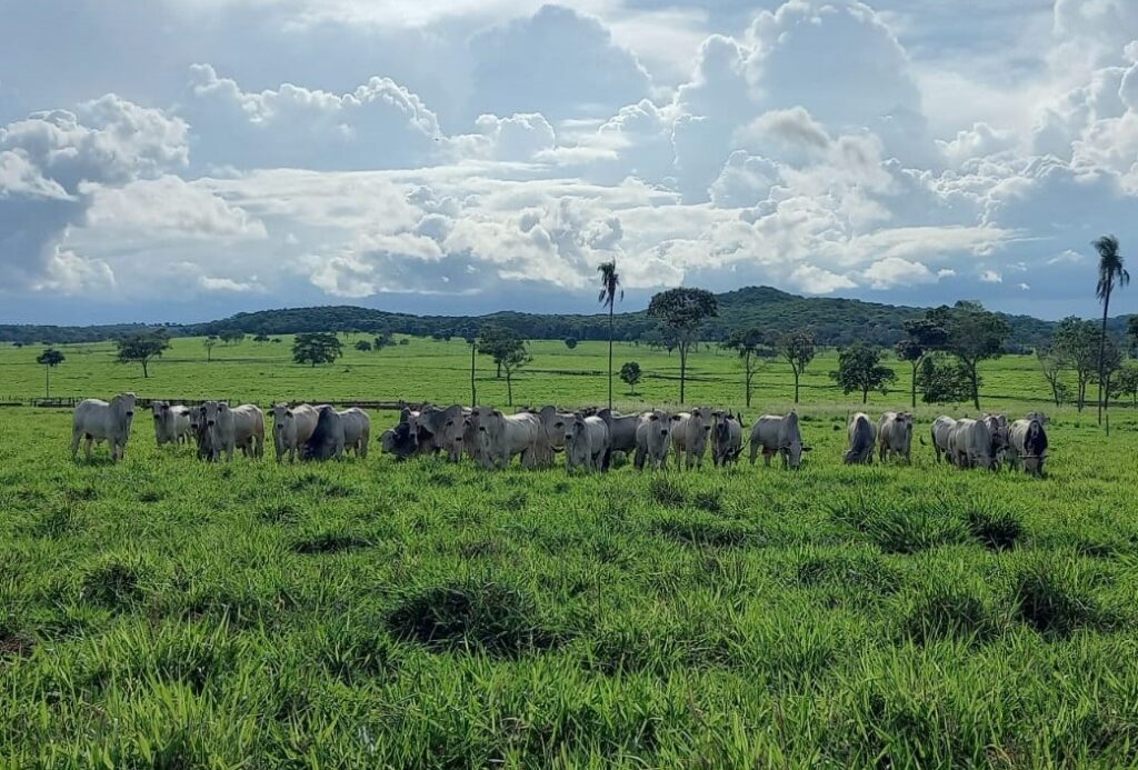 Projeto busca aumentar produtividade da pecuária de corte sem abrir novas áreas de pastagem