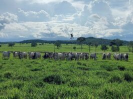 Projeto busca aumentar produtividade da pecuária de corte sem abrir novas áreas de pastagem