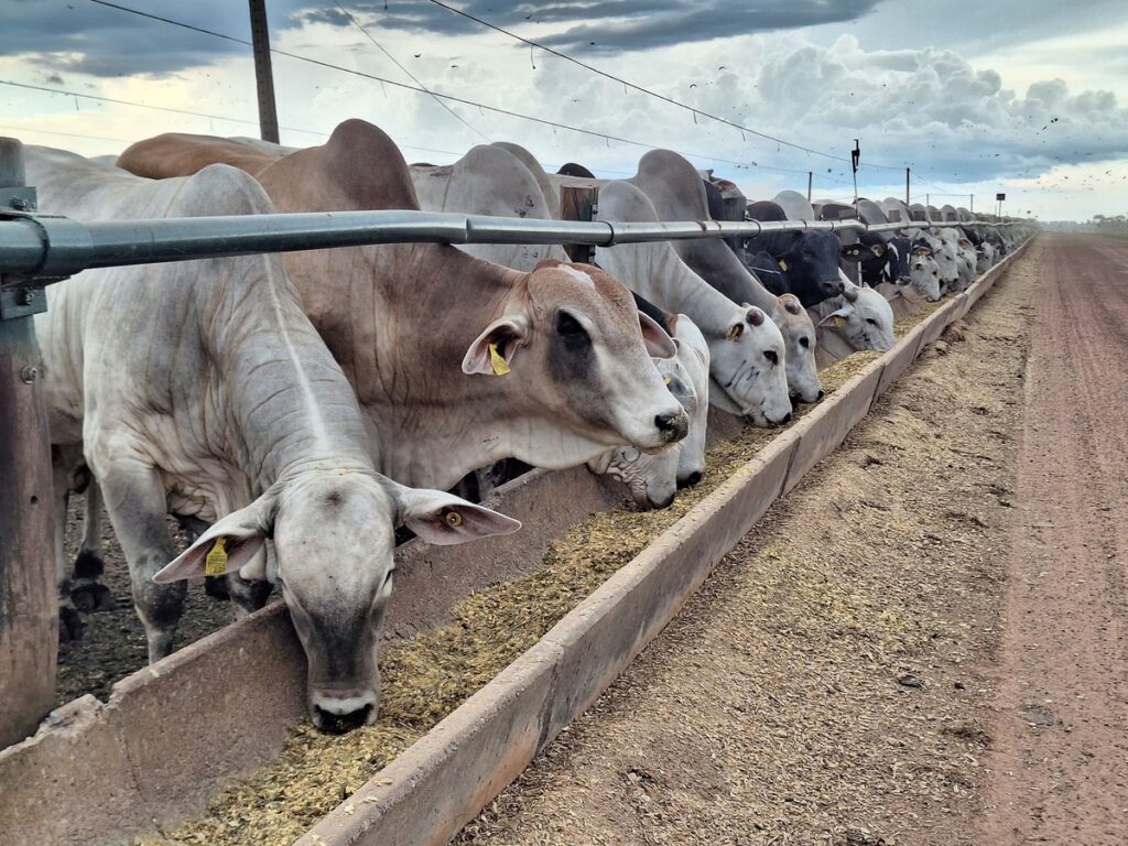 Preço do boi gordo sobe e cenário deve animar confinadores | Boi