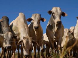 Recordes de abates bovinos impulsionam VBP em Mato Grosso