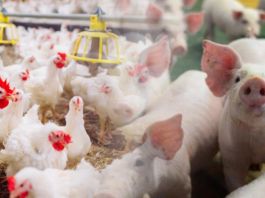 Embrapa lança nova ferramenta para estimativa de custos de produção de suínos e frangos de corte