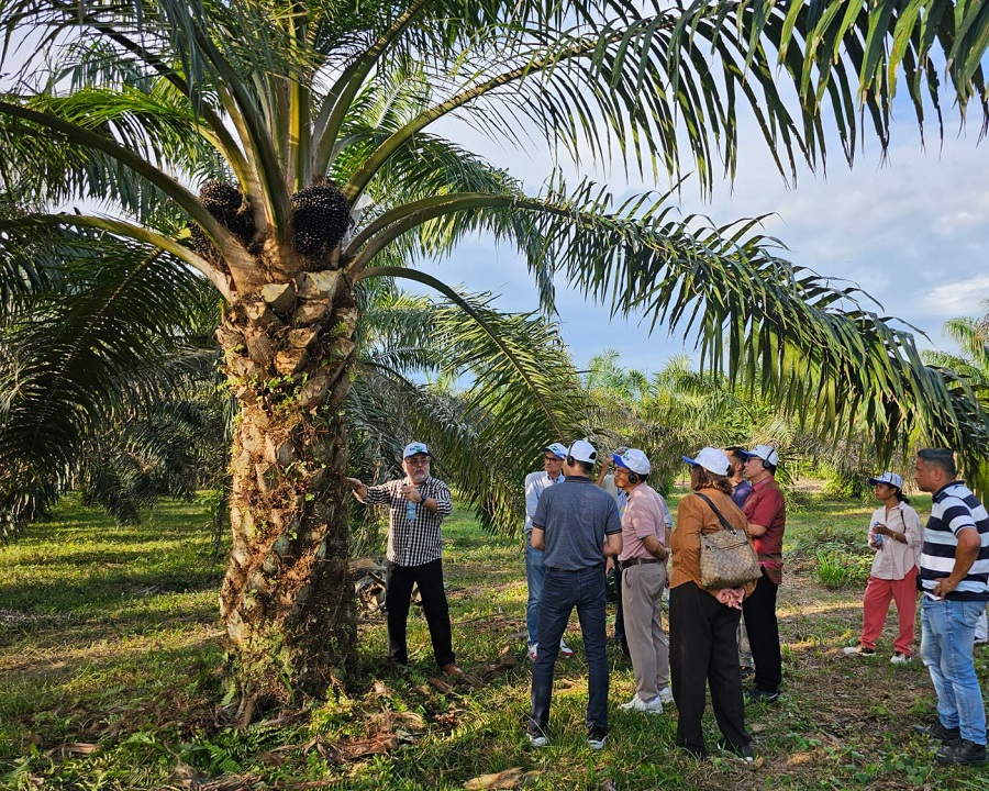 Maria Tupinambá - Visita ao campo de produção de sementes de palma de óleo
