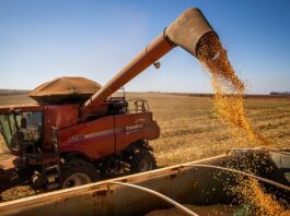 Colheita de milho supera 76% da área em Mato Grosso | Agricultura
