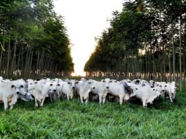 Brasil intensifica sustentabilidade na pecuária com inovações da Embrapa — Jornal da Nova