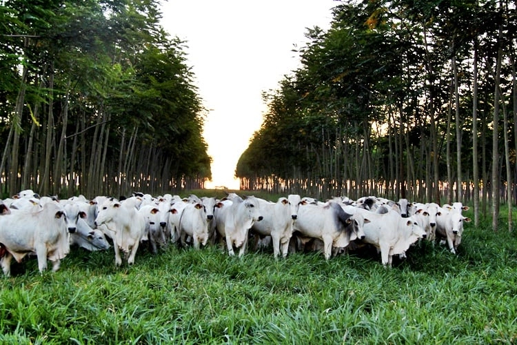 Brasil intensifica sustentabilidade na pecuária com inovações da Embrapa — Jornal da Nova