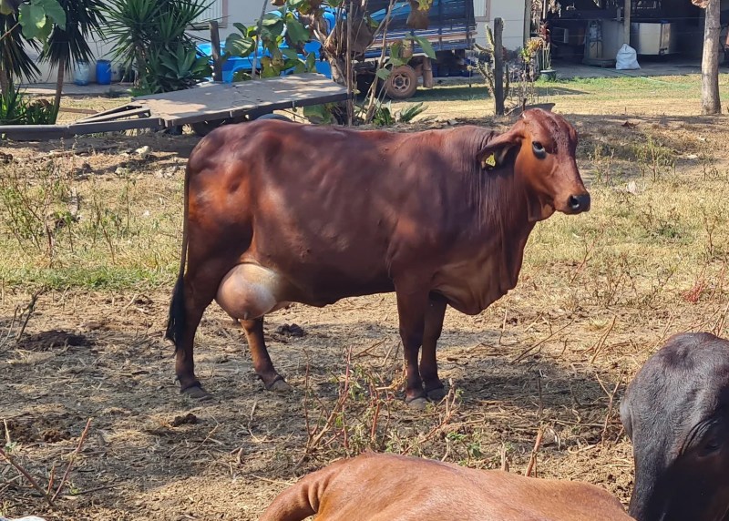 Fortuna de Minas: Compromisso com Produtores Rurais 4 Fortuna de Minas Compromisso com Produtores Rurais