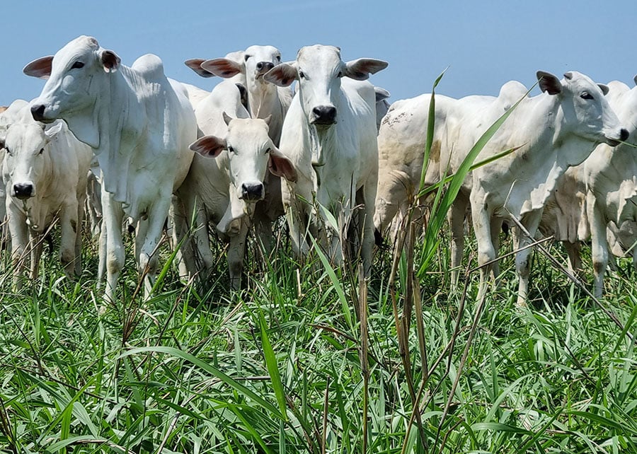 preço da arroba continua em alta no país