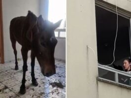 Cavalo é encontrado preso no 3º andar de prédio no RS