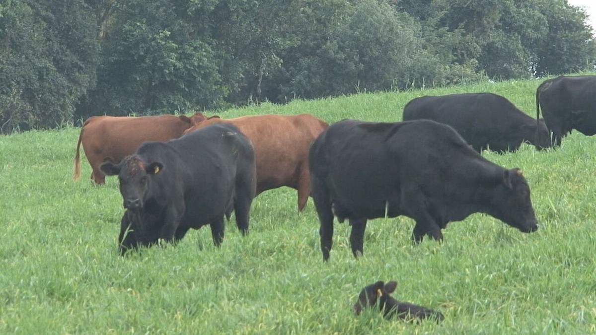 Inverno mais quente muda pastagens de gado e pode alterar calendário de semeadura no Paraná, diz especialista | Caminhos do Campo