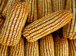 Após USDA reduzir classificação das lavouras dos EUA, milho abre a 3ªfeira subindo em Chicago