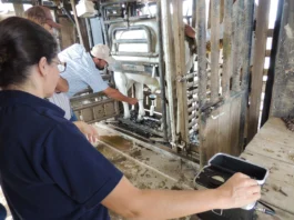 Embrapa lança 1° aplicativo para exame andrológico de bovinos do Brasil