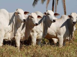 Pacote nutricional personalizada ajuda Fazenda Jaburi a ter sucesso na pecuária em Rondônia