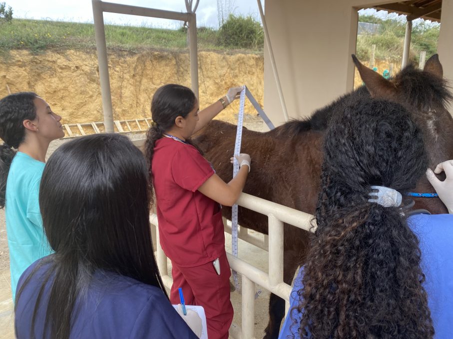 Parceria inedita levara aulas praticas de Medicina Veterinaria ao Curral