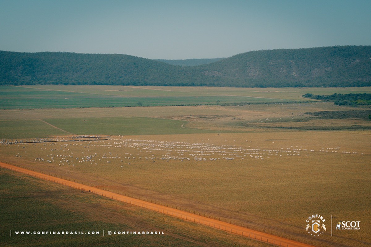 Pecuarista de MT amplia terminação do rebanho no pasto e recria intensiva | Boi