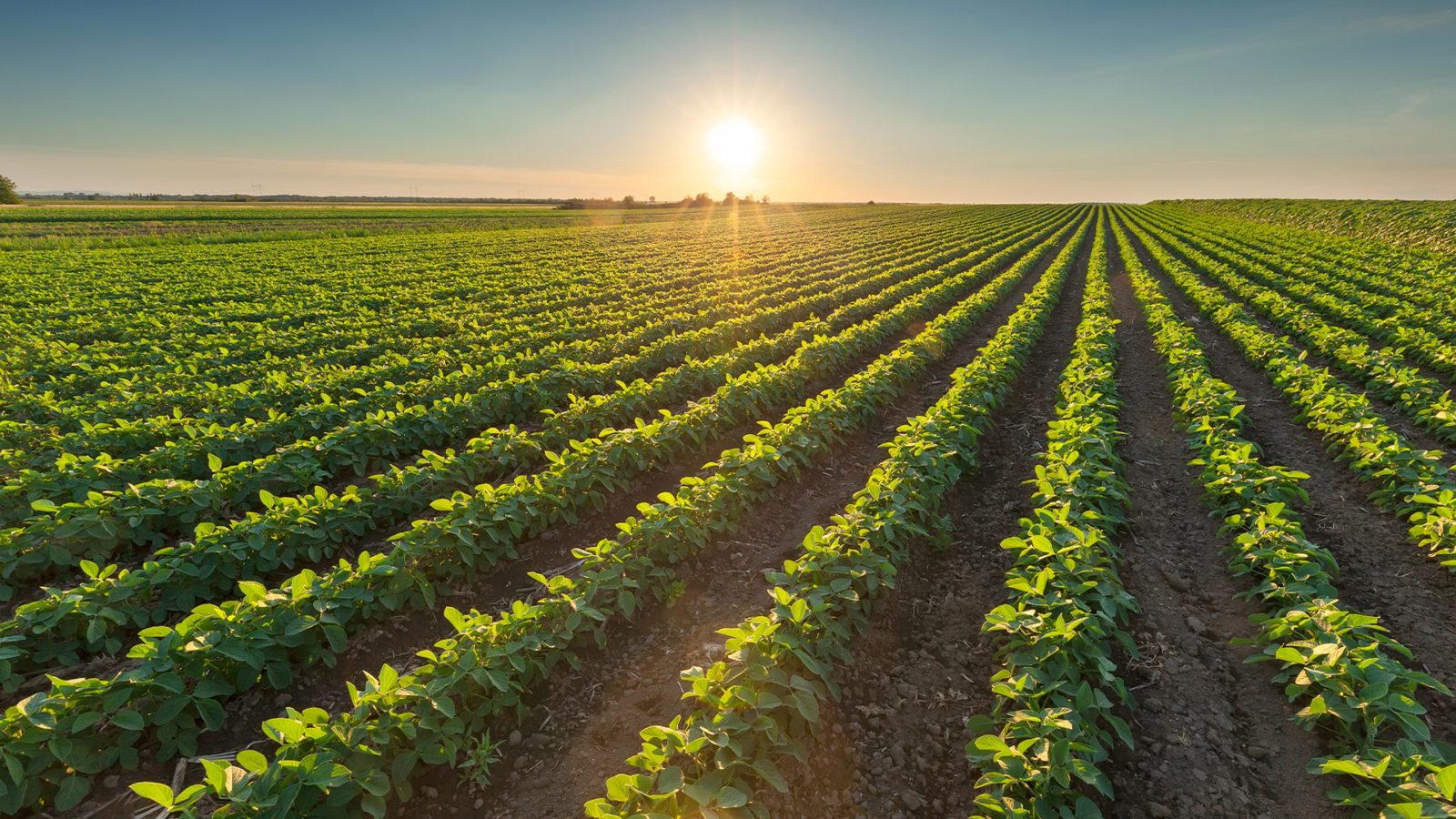 Mato Grosso do Sul pode dobrar a área plantada de soja em 5 anos — CompreRural