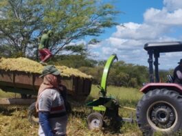 Prefeitura da Prata investe na produção de silagem para o desenvolvimento agrícola - Cariri em Ação
