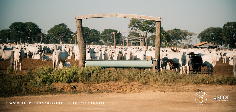 Recriacao intensiva Confinamento Brasil em Mato Grosso