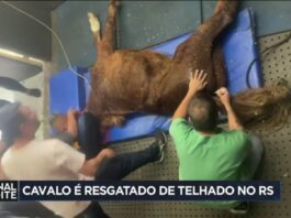 Resgate de cavalo ilhado sobre um telhado no RS gera comoção - Band Jornalismo