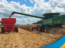 Colheita do milho avança com confirmação de produtividade abaixo da safra passada em Montividiu/GO