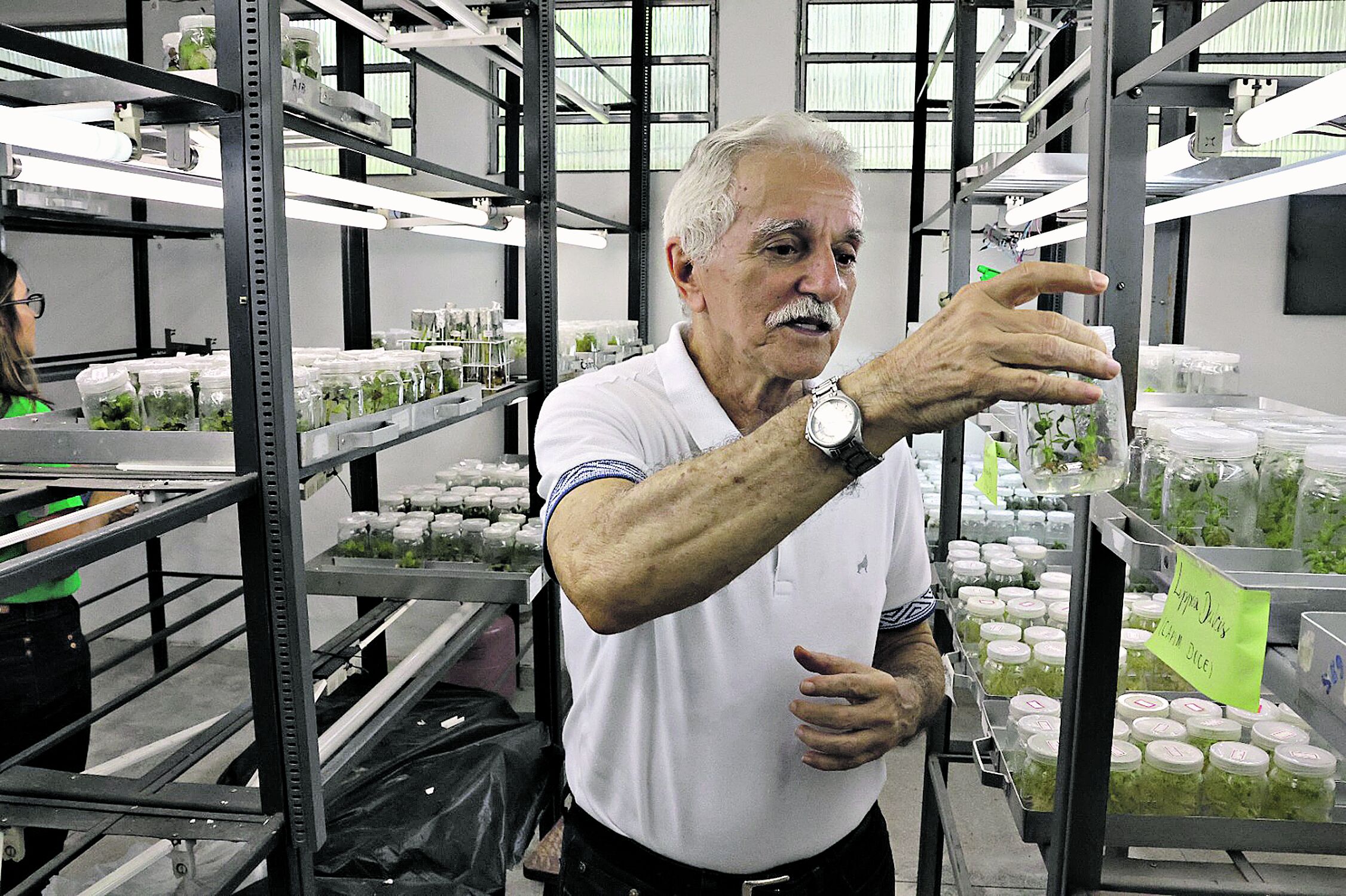 "Segredos medicinais preservados no Horto da Embrapa" • DOL 18 Osmar Lameira explica que o principal trabalho visa a conservação das espécies.