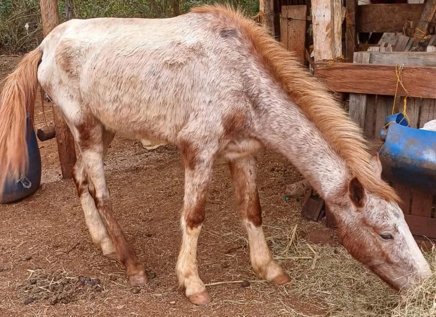 Adolescente preso após agressão fatal a cavalo 23 1f6f8670 4072 4d84 b831 c7debb5c24e9 1