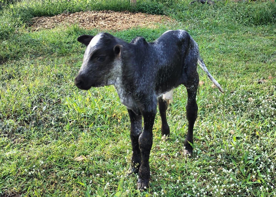 Brasil ajuda Nigéria a aumentar produção de leite com raça Girolando