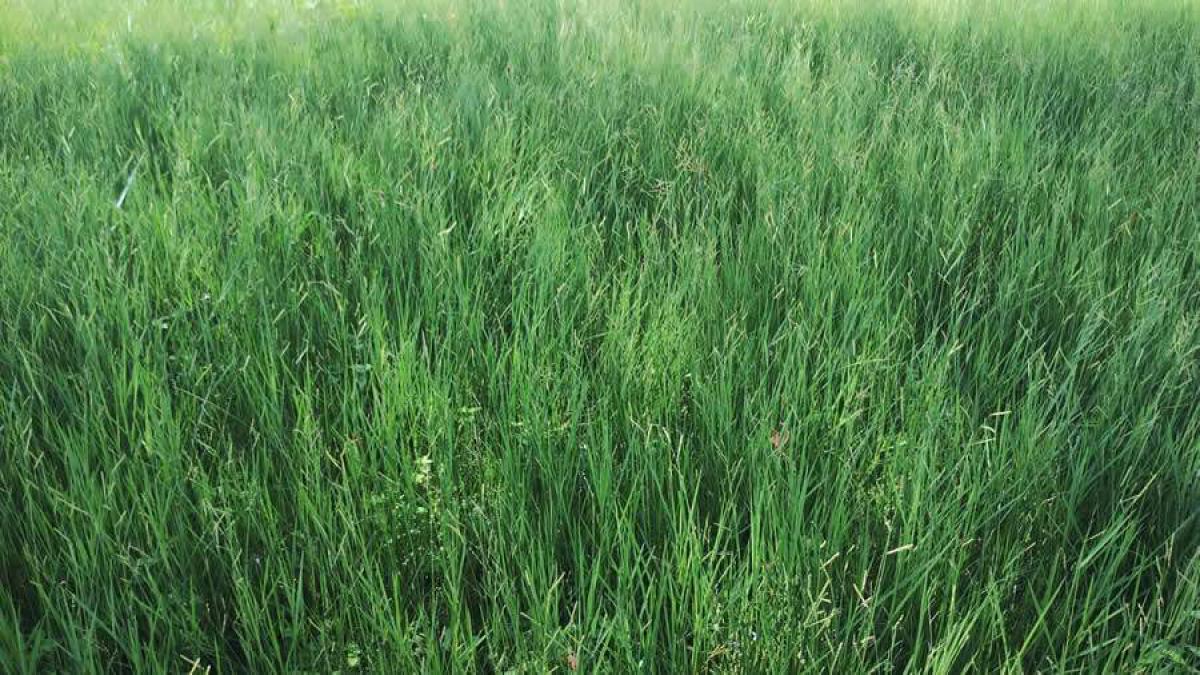 Alimento premium para animais: protocolo de pastagem inovador