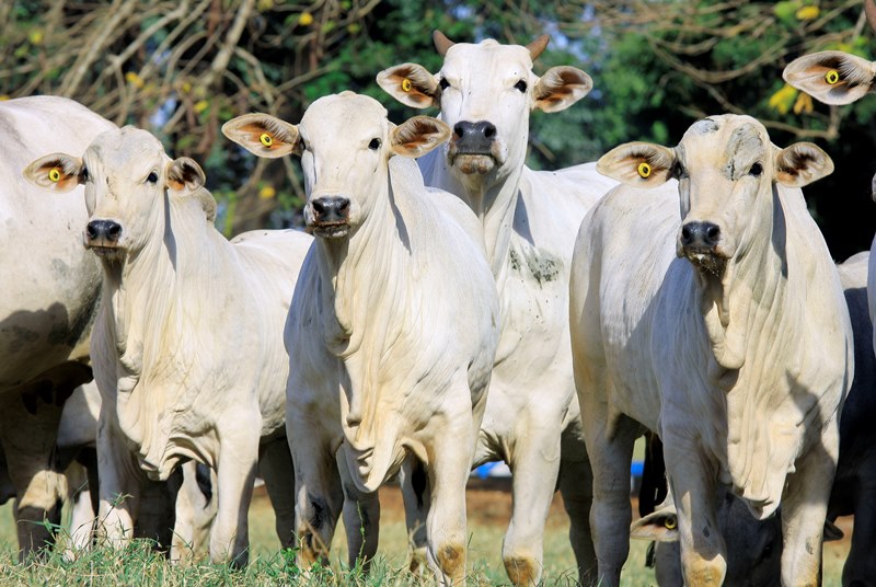 Aumente a produtividade na pecuária: mais bezerros com menos vacas!