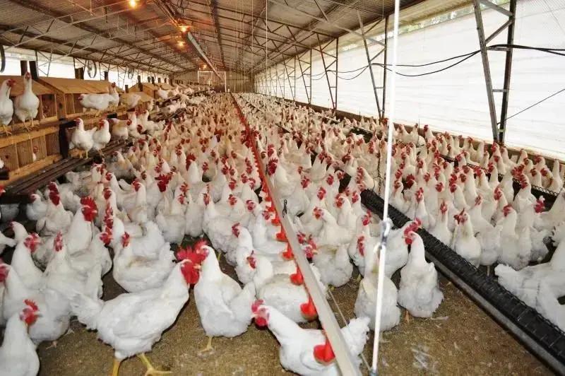 avicultura no mato grosso do sul 5 segredos para crescer em 2024