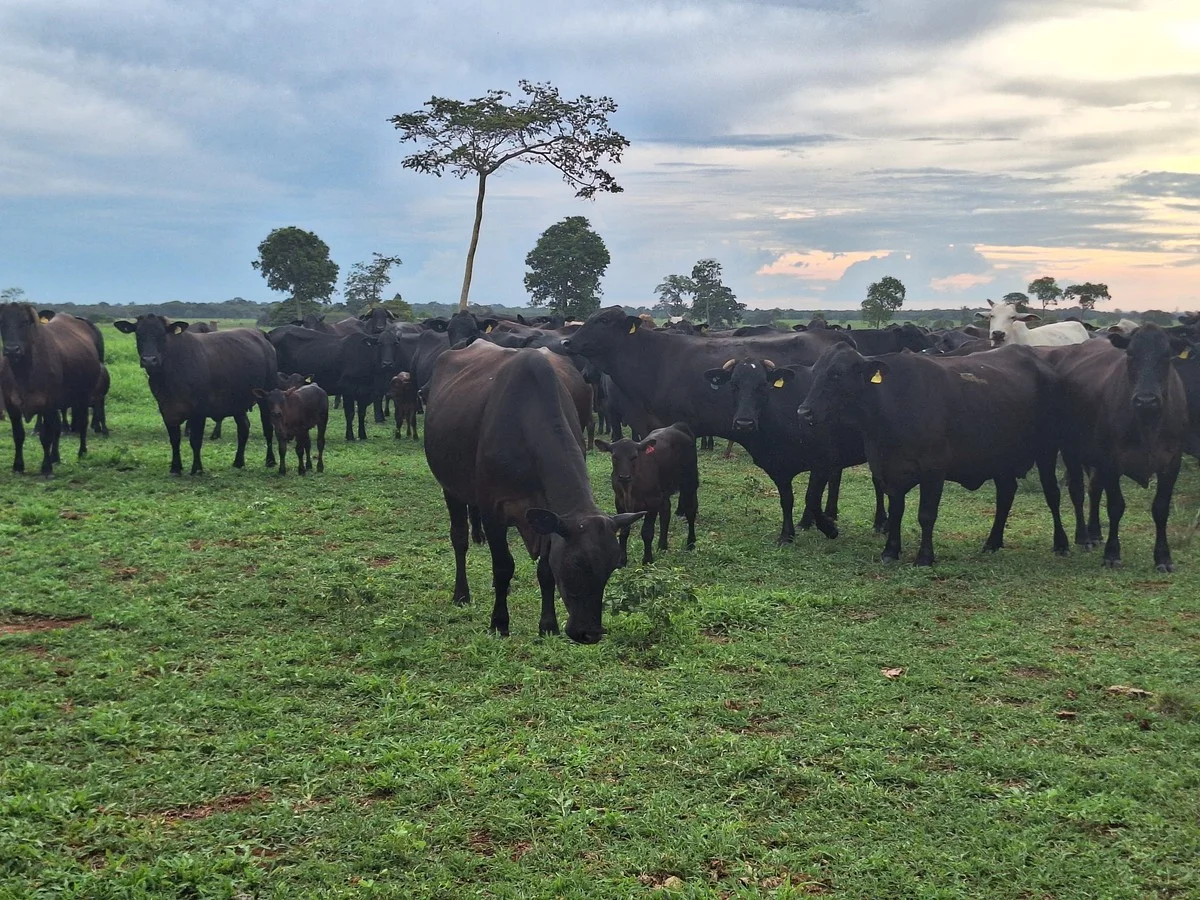 Boi Gordo: Preço Firme nos Mercados 12 Preço do boi gordo se mantém firme | Boi