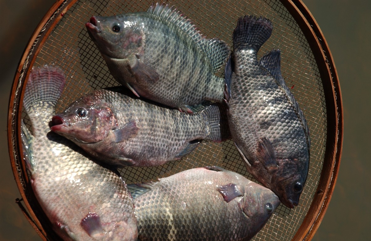 Boom na exportação de peixes cultivados: alta de 54%