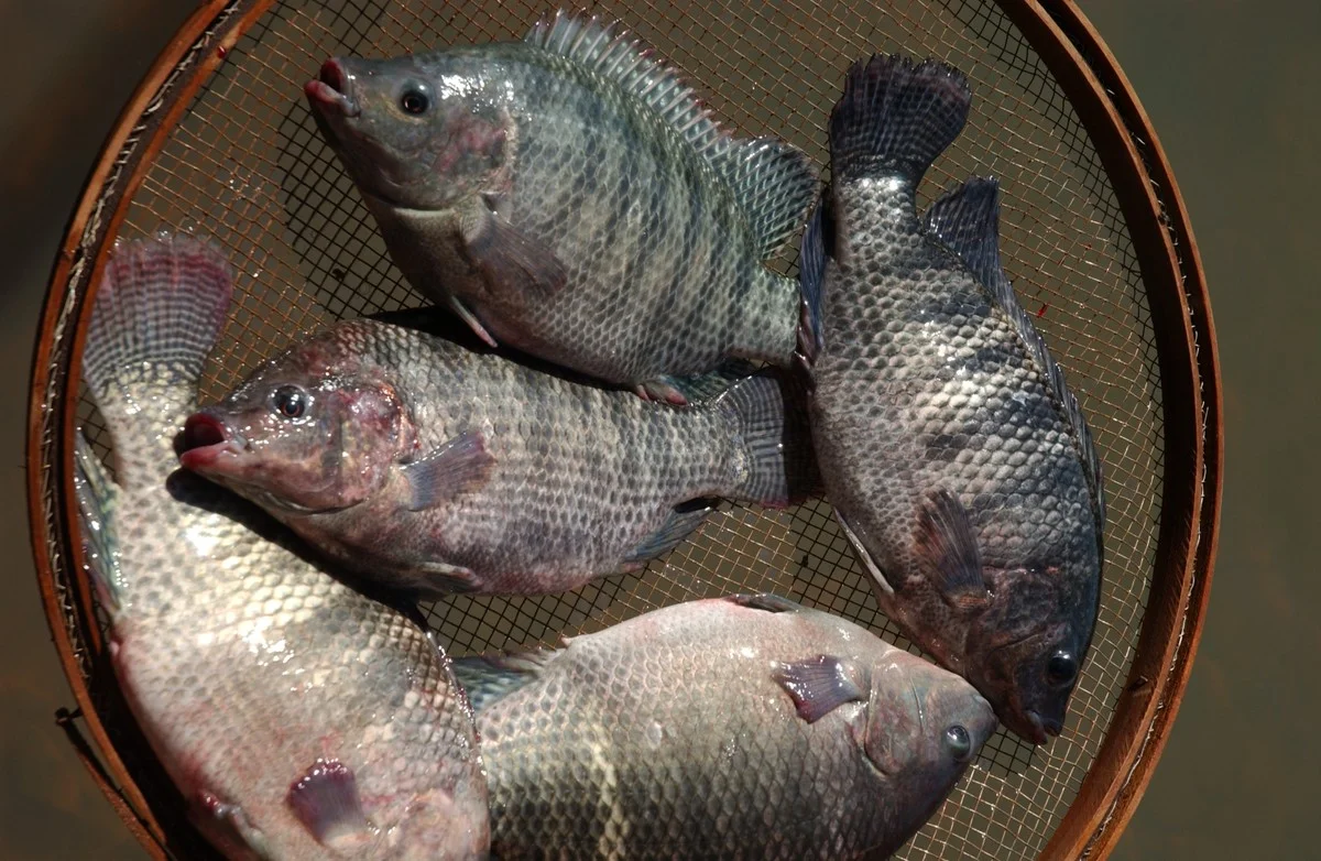 Boom na exportação de peixes cultivados: alta de 54% 1 Exportação brasileira de peixes de cultivo acumula alta de 54% - Revista Globo Rural