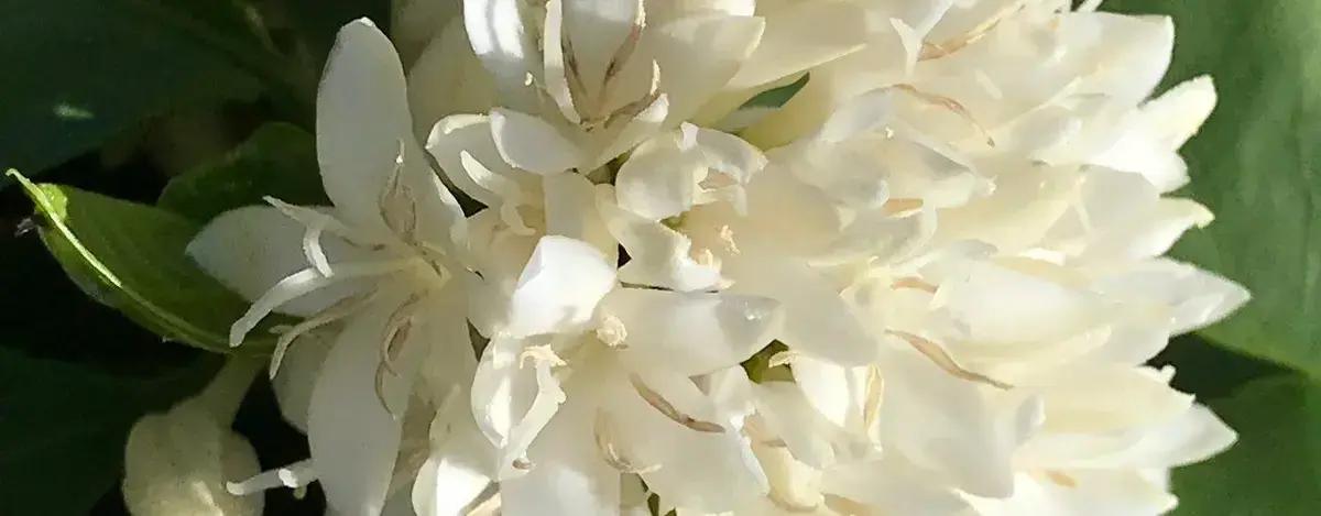 Boro no Cafeeiro: 5 Segredos para uma Colheita Abundante! 1 Boro no Cafeeiro: 5 Segredos para uma Colheita Abundante!