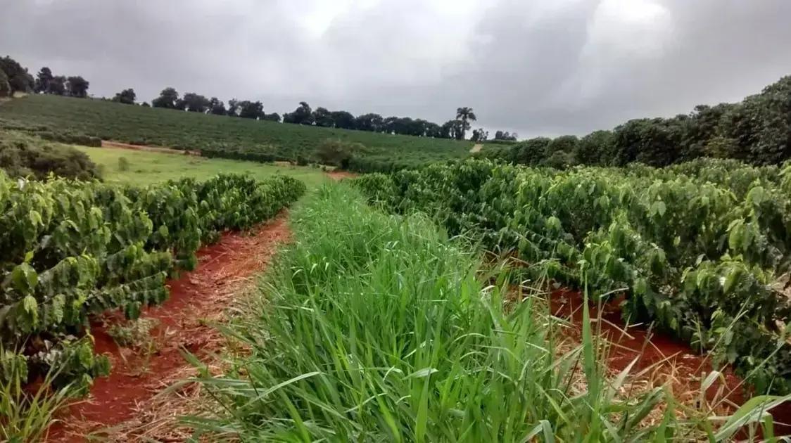 braquiaria na entrelinha do cafeeiro 5 erros que estao afastando seus lucros