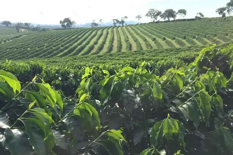calculo de adubacao para cafeeiros descubra o segredo da colheita abundante em 7 passos