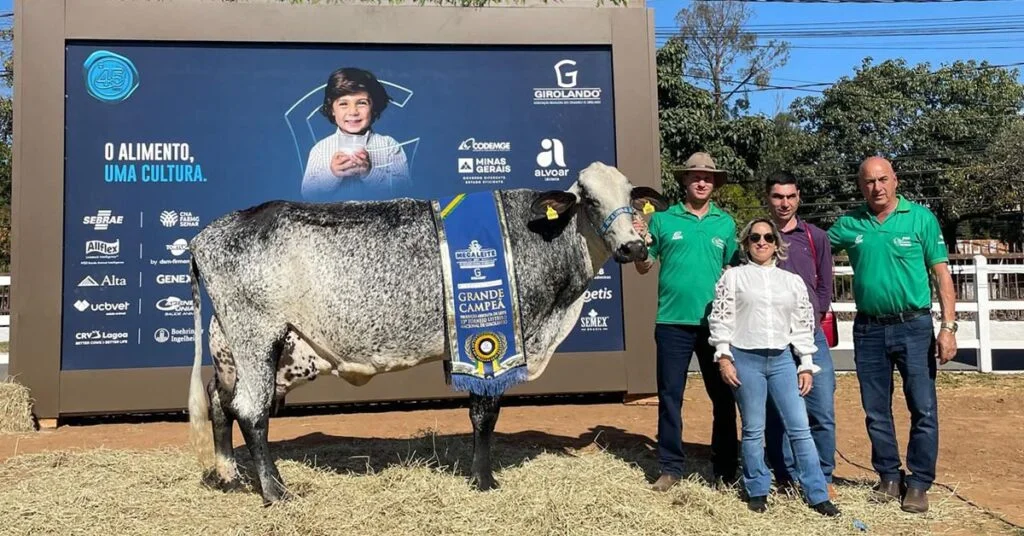 "Campeãs da Megaleite: Sucesso valorizado no mercado" - Diário do Comércio 15 Campeãs e recordistas da Megaleite valorizam-se no mercado - Diário do Comércio