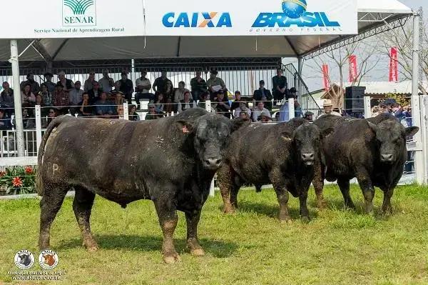 campeonato angus rustico expointer 7 segredos para dominar o mundo do gado