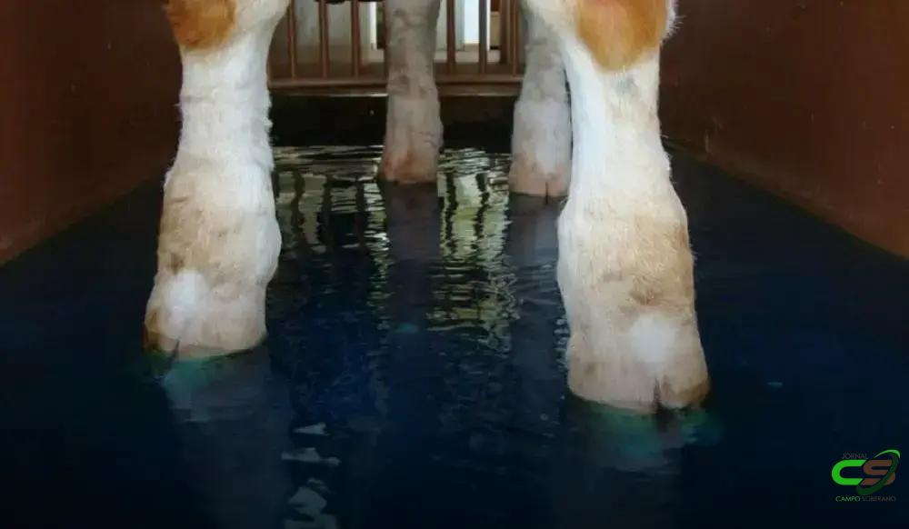 Casos de Sucesso com Pedilúvio Casos de Sucesso com Pedilúvio