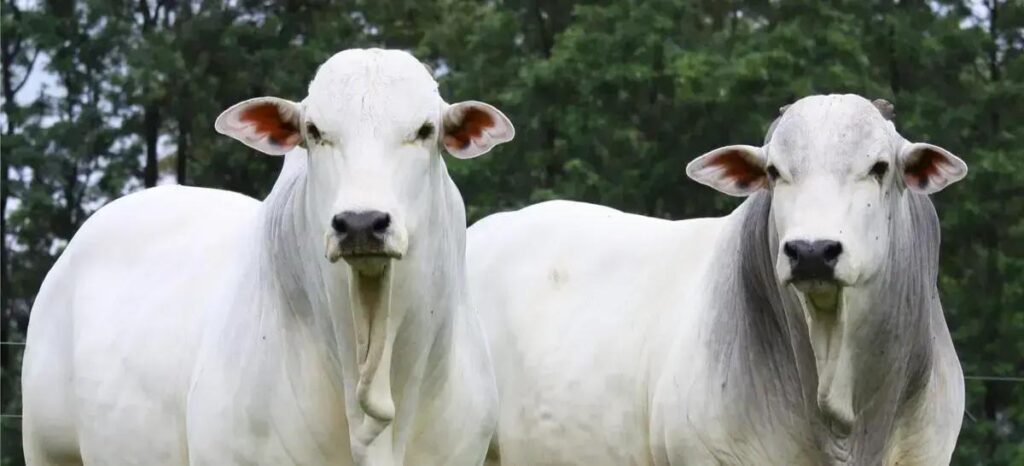 castracao de bovinos 5 erros que podem estragar tudo e como evita los