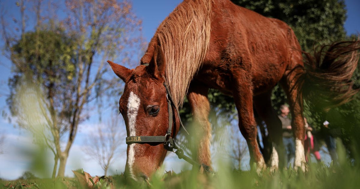 Cavalo Caramelo surpreende após dois meses de resgate